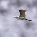 Little egret