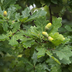Oak Leaves and Acorns Oak Leaves and Acorns