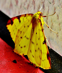 Brimstone Moth. Opisthograptis luteolata