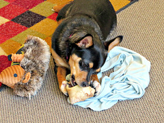 Maggie's paws holding her bone