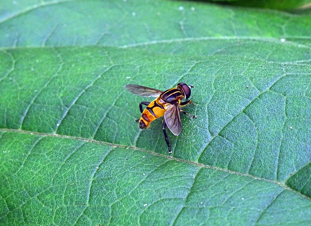 Hoverfly _ North Vietnam