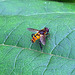 Hoverfly _ North Vietnam