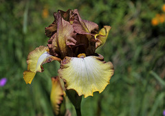 Iris 'Patina '