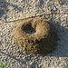 Day 4, ant nest entrance, Aransas Park