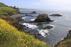 Yaquina Head