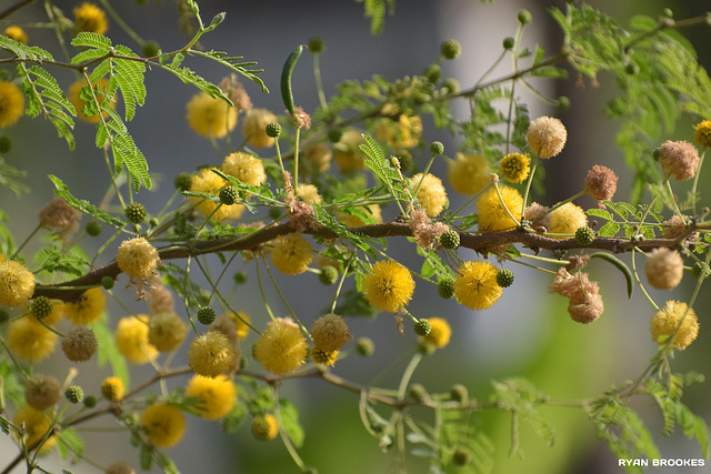 20190128-0347 Acacia nilotica (L.) Delile