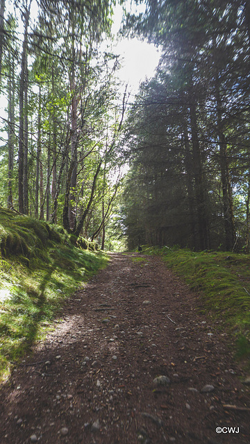 When you go down to the woods today...