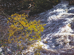 The Dunearn Burn walk - Earl of Moray's estate