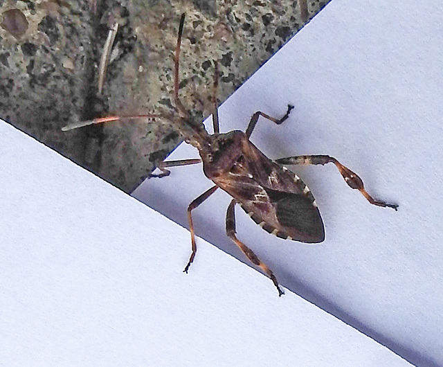 20221029 1960CPw [D~LIP] Amerikanische Kiefernwanze (Leptoglossus occidentalis) [Kiefern-Zapfenwanze], Bad Salzuflen