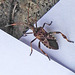 20221029 1960CPw [D~LIP] Amerikanische Kiefernwanze (Leptoglossus occidentalis) [Kiefern-Zapfenwanze], Bad Salzuflen