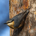 Nuthatch