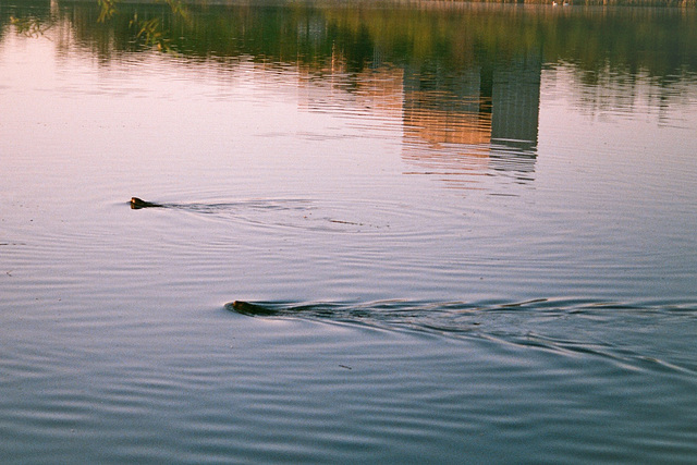 muskrat rendezvous