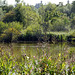 Wetland and Arundel Castle