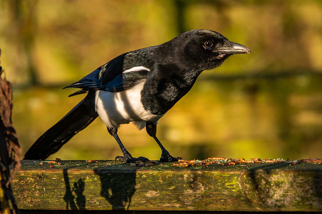 Magpie