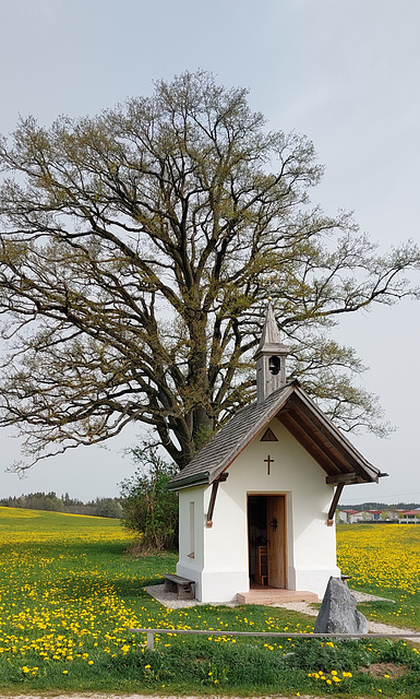 Kapelle im Löwenzahnmeer Kapelle im Löwenzahnmeer