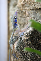 Bartschi-Anolis (Zoo Zürich)