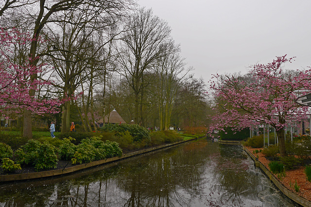 Blumen im Keukenhof