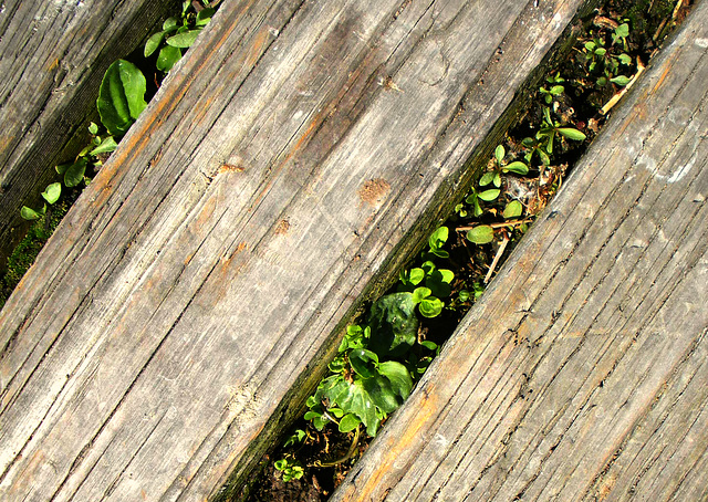 Dock plants