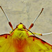 Brimstone Moth. Opisthograptis luteolata