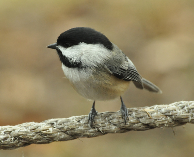 st bruno 5 dec 2015 black capped chickadee DSC 1022