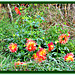 Dahlias in the Grass.