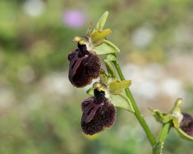 Ophrys spec. - 2016-04-25_D4 _DSC6647