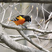 Baltimore Orioles