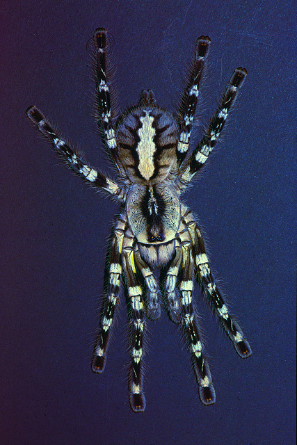 Sri Lanka Tree-Birdspider