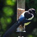 Magpie on a feeder...first time I have seen this