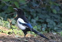 IMG 8503Magpie