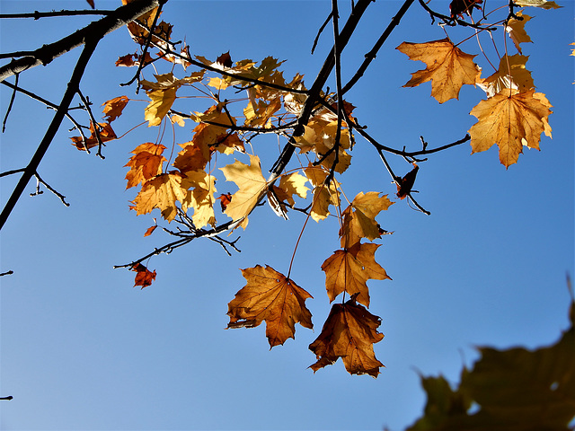 douceur d'automne