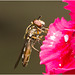 IMG 9739 Hoverfly