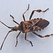 20221029 1961CPw [D~LIP] Amerikanische Kiefernwanze (Leptoglossus occidentalis) [Kiefern-Zapfenwanze], Bad Salzuflen