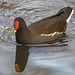 Moorhen