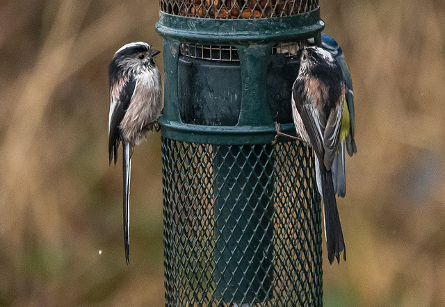 Long tailed tits