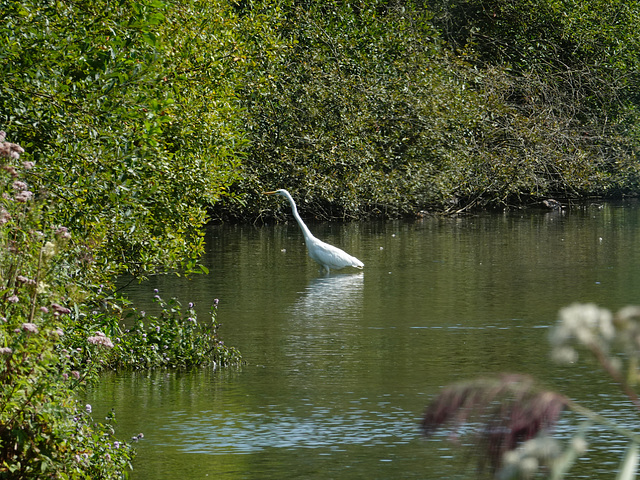 Egret