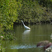 Egret