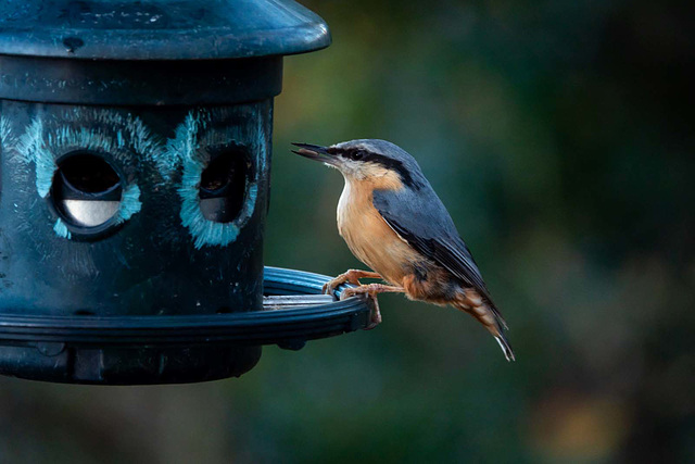 Nuthatch