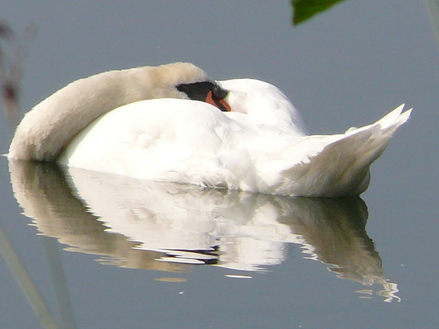 le roi du lac sommeille