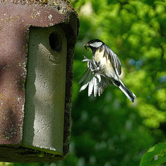 Meise im Flug (5 PiPs)