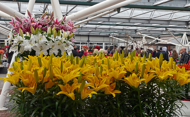 Blumen im Keukenhof