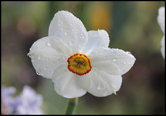 Narcissus poeticus (1)