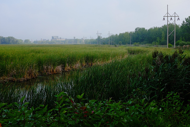 summer marsh elevators