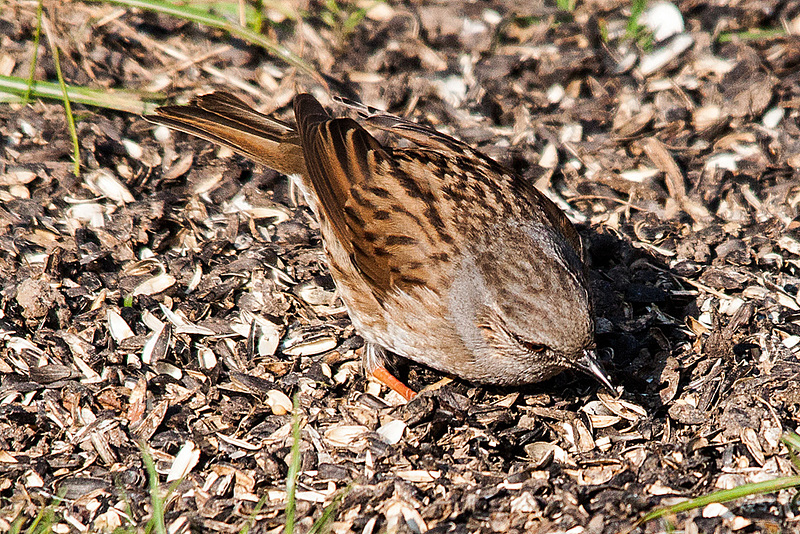 20150319 3569VRTw [D~RI] Heckenbraunelle (Prunella modularis) [m],  Rinteln