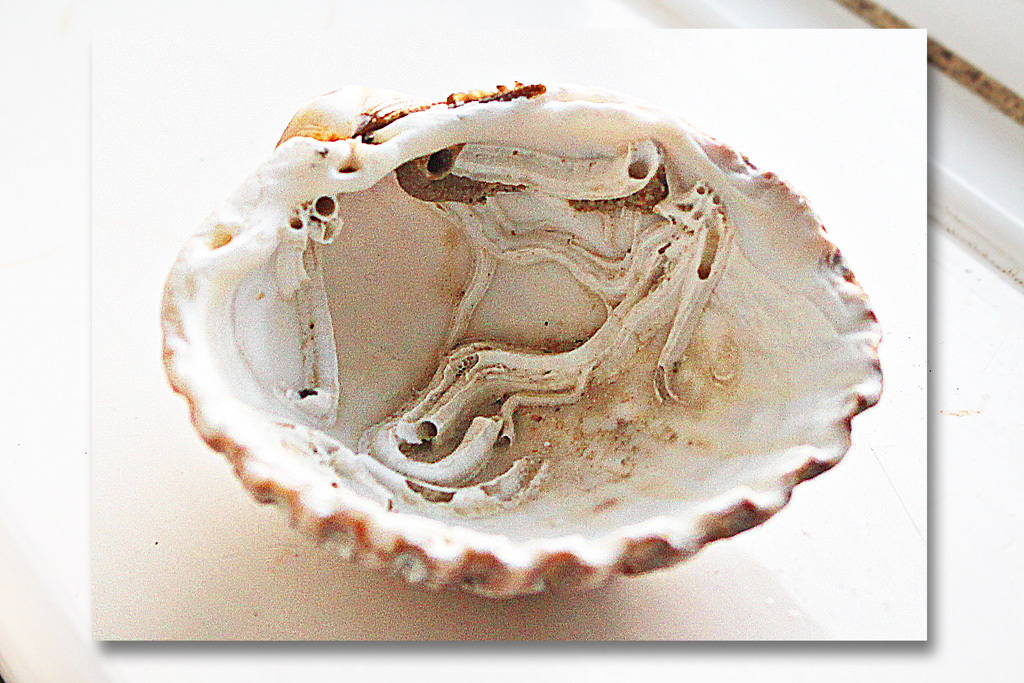 Cockle shell interior - from the beach at Seaford - 19.5.2015