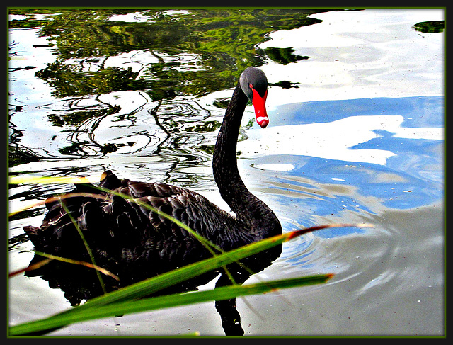 Black Swan.