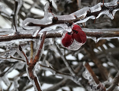 frozen red berry