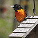 Baltimore Orioles