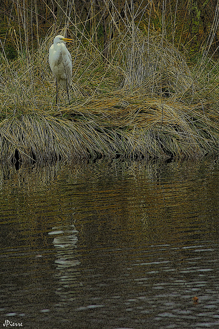 Grande Aigrette