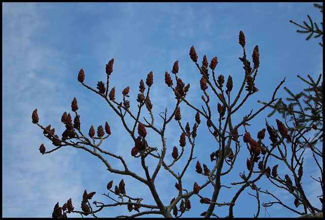 Vestiges de fin d'hiver